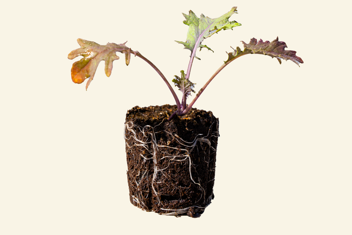 Red Russian Kale