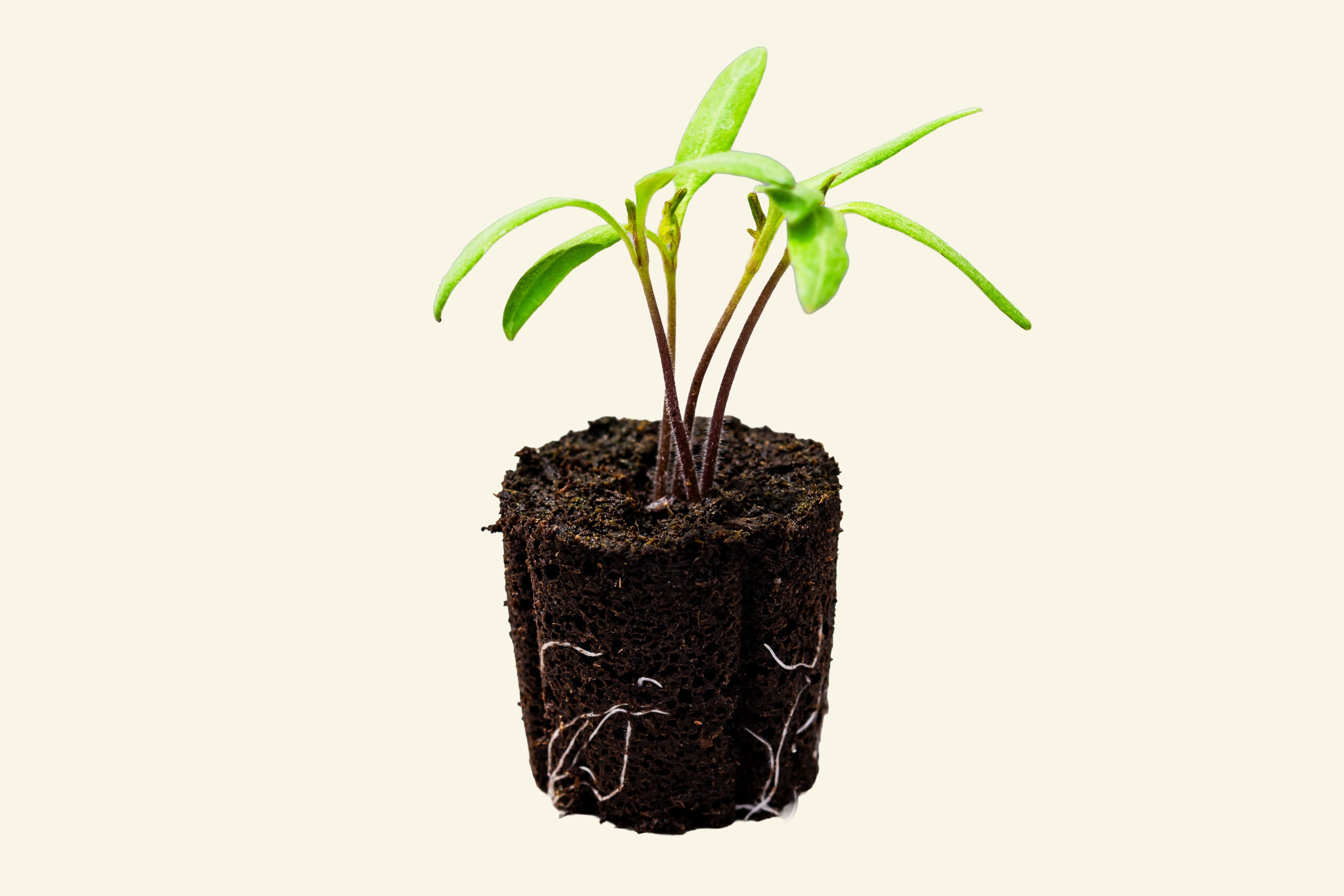 Rio Grande Tomato