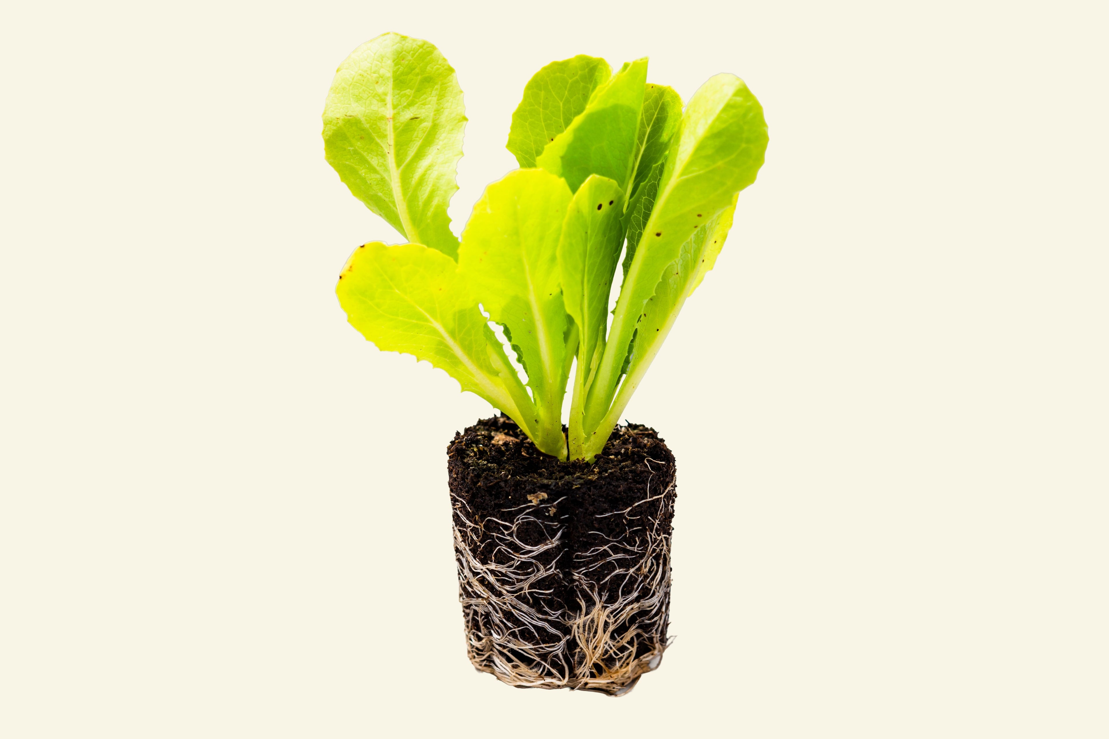 Romaine Lettuce