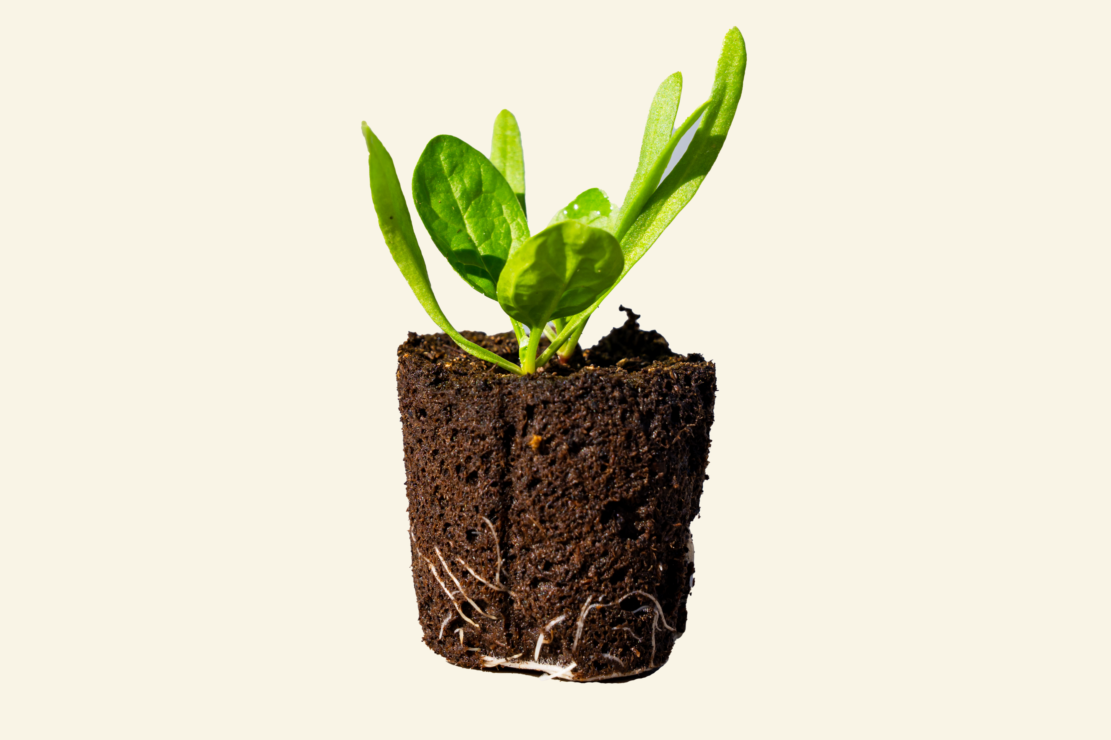 Spinach