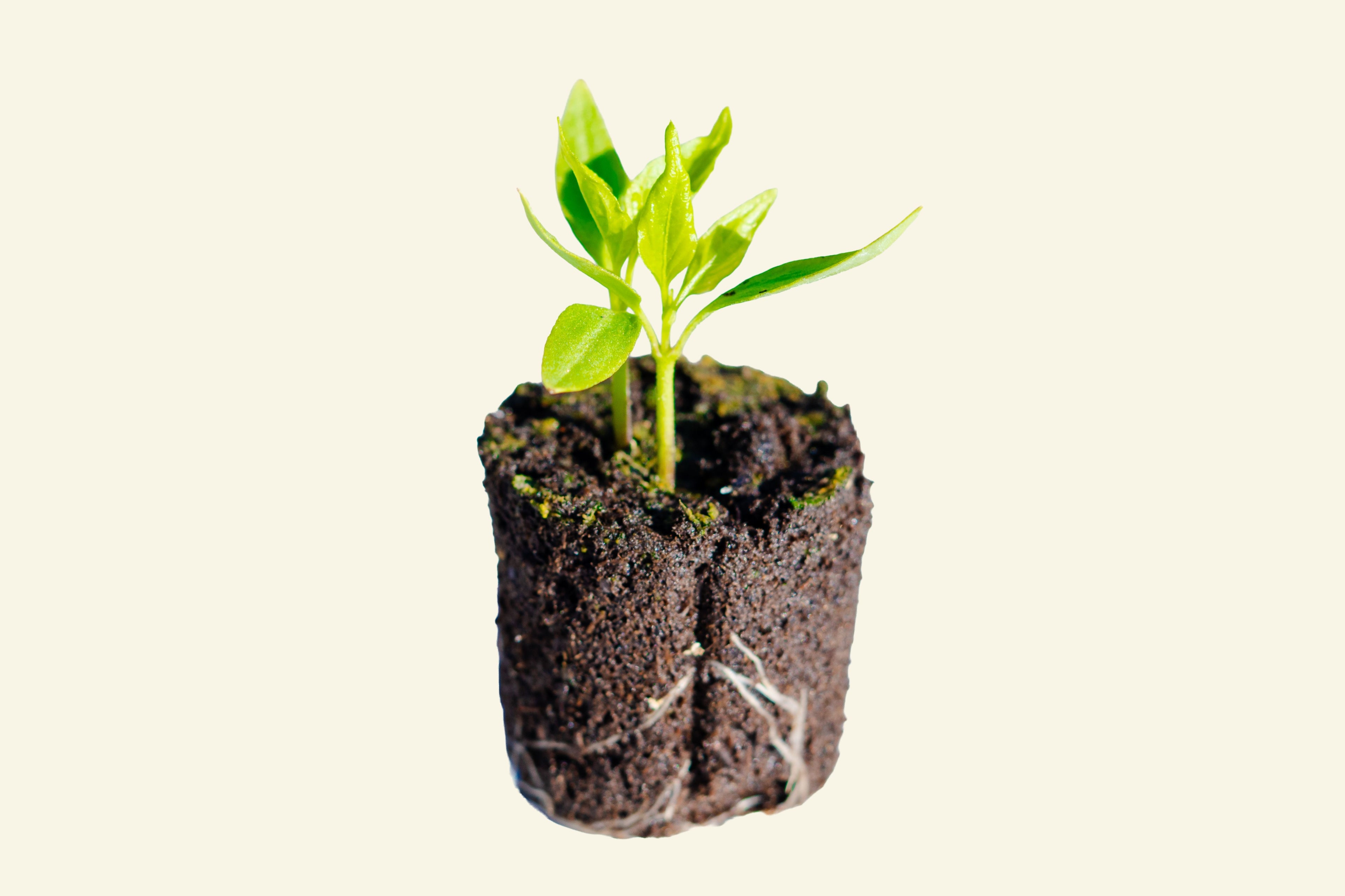 Sweet Banana Pepper