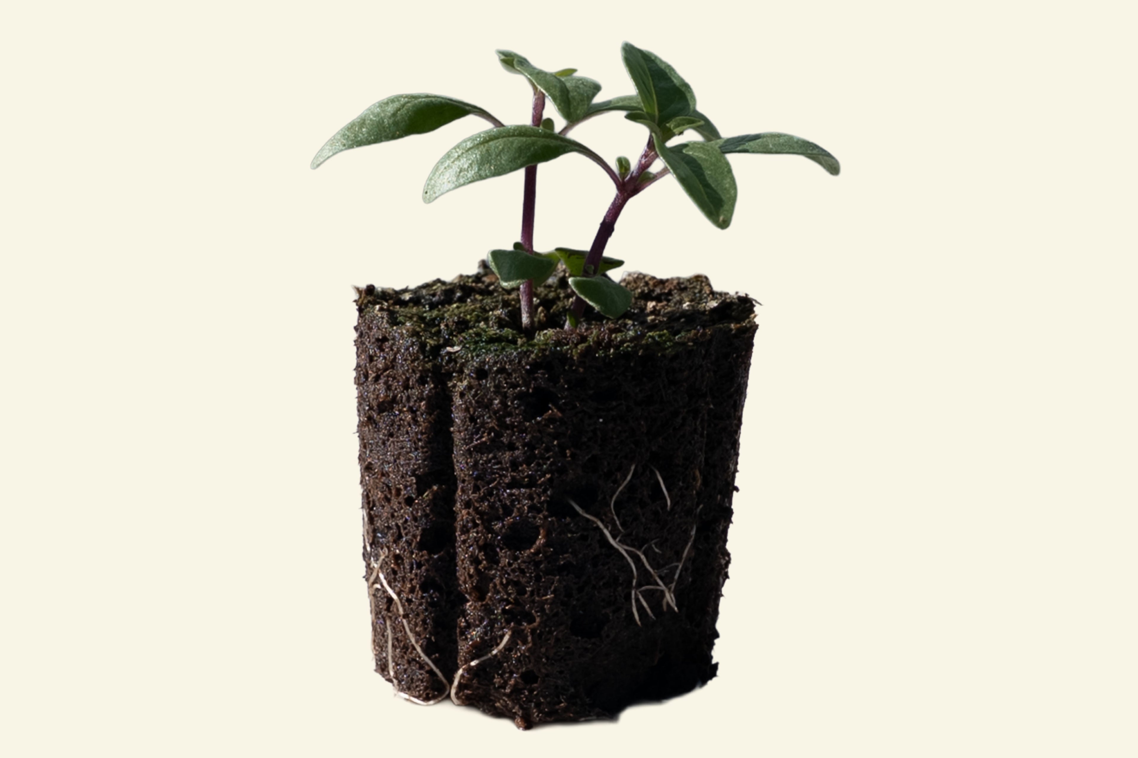 Thai Basil