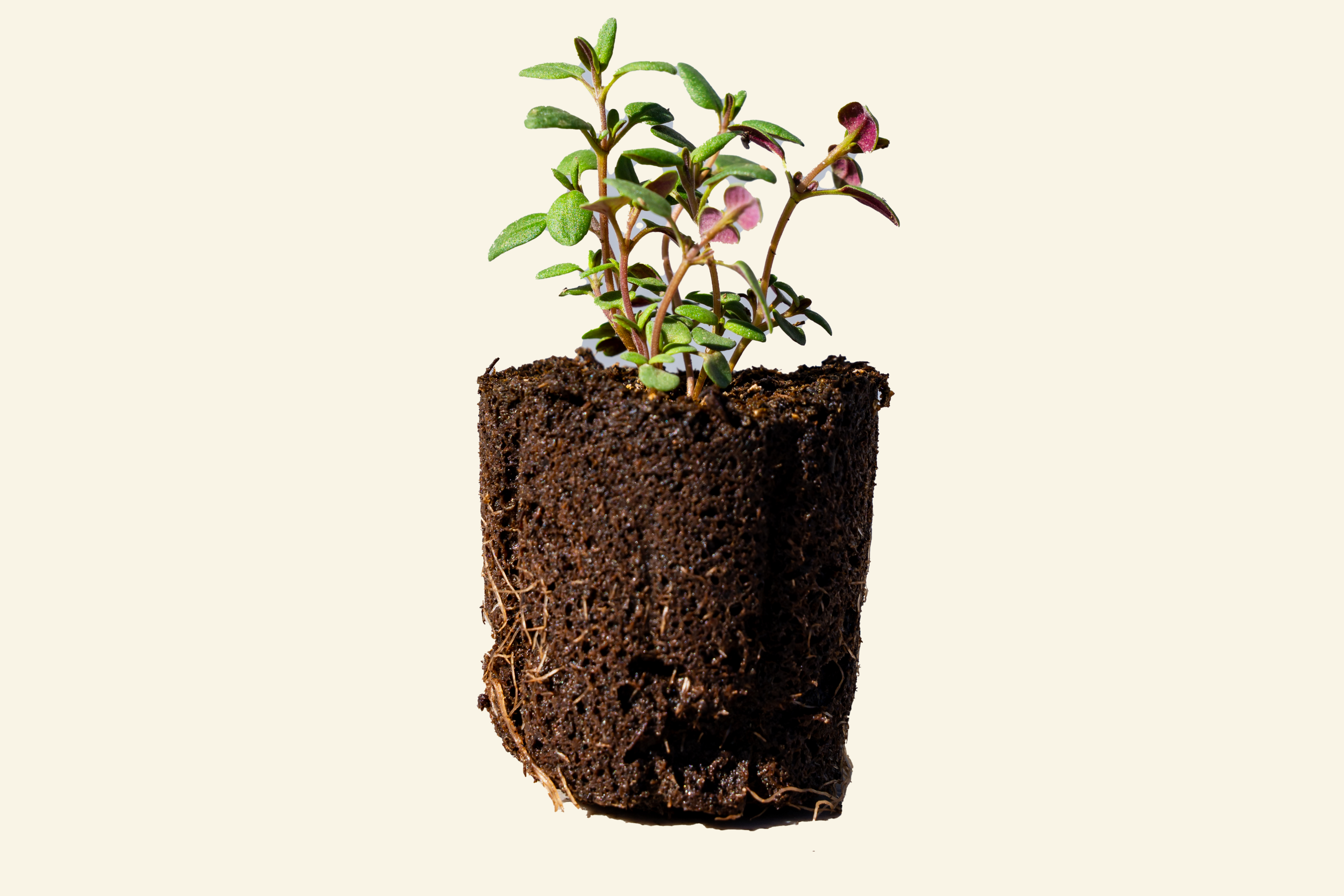 Thyme