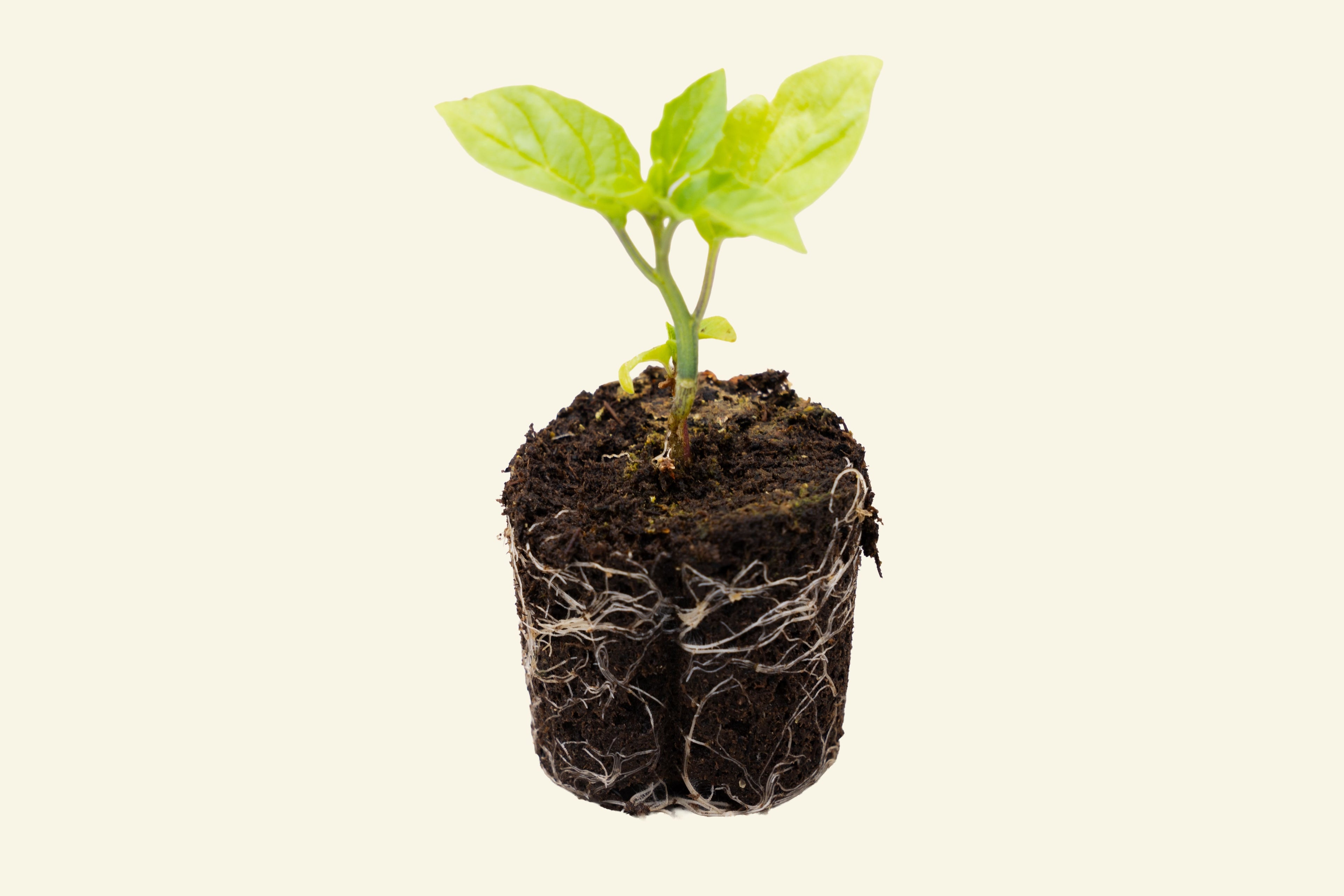 Tomatillo