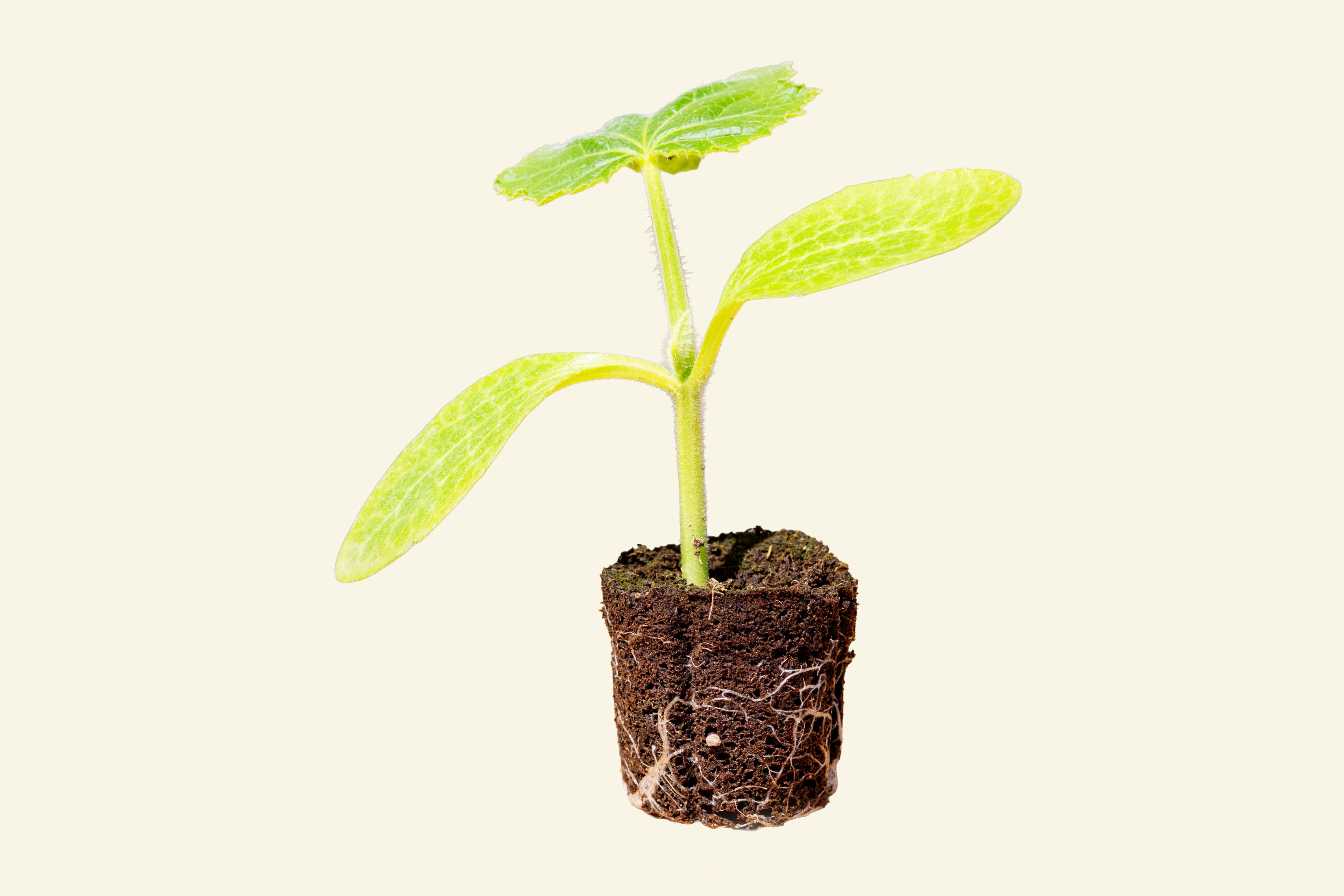 Yellow Crookneck Zucchini
